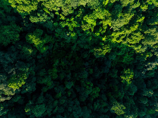 Aerial top view of green trees in forest. Drone view of dense green tree captures CO2. Green tree nature background for carbon neutrality and net zero emissions concept. Sustainable green environment. - obrazy, fototapety, plakaty