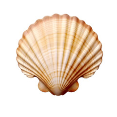 Scallop shell isolated on transparent background