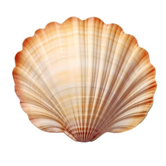 Obraz premium Scallop shell isolated on transparent background