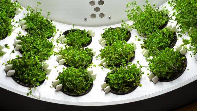 Close up of industrial spinning farm for germination of microgreens. Media. Rows of small containers with vegetation under bright lamps.