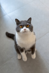 British shorthair cat standing up while playing