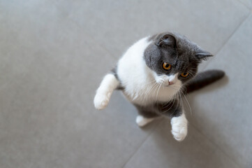 British shorthair cat standing up while playing