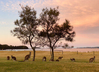 Kangaroos in the field at sunrise. Marsupials near the beach. Australia, Sydney. Wild animals on a land early in the morning, pink sky. Landscape with kangaroos and trees.