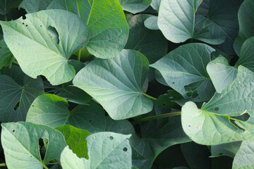Sweet potato leaves are a tropical plant with heart-shaped characteristics and are hairless.