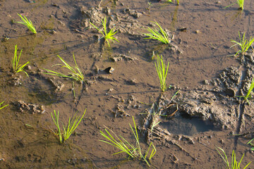 Fresh green paddy plants on the humid soil with natural watering system from the river. Paddy line up by Indonesian farmer during planting season.