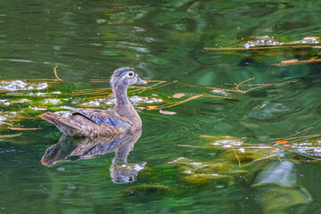 Juvenile Female Wood Duck on Swimming in the Audubon Park Lagoon in New Orleans, LA, USA