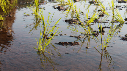 Fresh green paddy plants on the humid soil with natural watering system from the river. Paddy line up by Indonesian farmer during planting season.