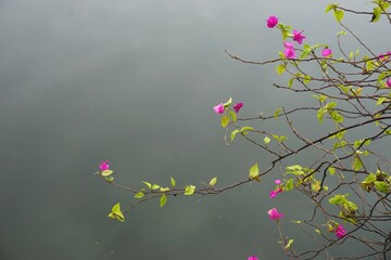 Delicate flowering bougainvillea branches in silhouette against dark gray water