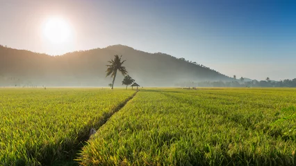 Foto op Canvas Rice fields in the morning light. rural feel landscape with valley in mist behind forest. a house and tree in the middle and fluffy clouds in a clear sky. concept of natural freshness © Abdurrahman