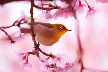 春の訪れと桜とメジロ