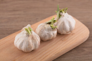 Sprouted garlic on the cutting board