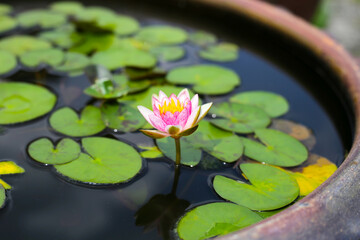 Beautiful waterlily or lotus flower with green leaves 