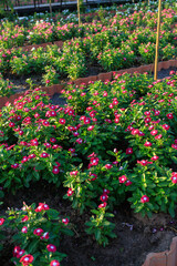 Naklejka premium lred and white flowers