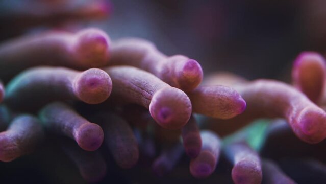 Macro shot of anemone tentacles in saltwater aquarium
