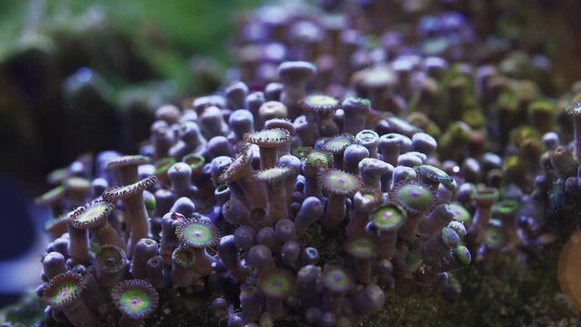 Big colony of Green and purple Zoanthid soft coral in a saltwater aquarium