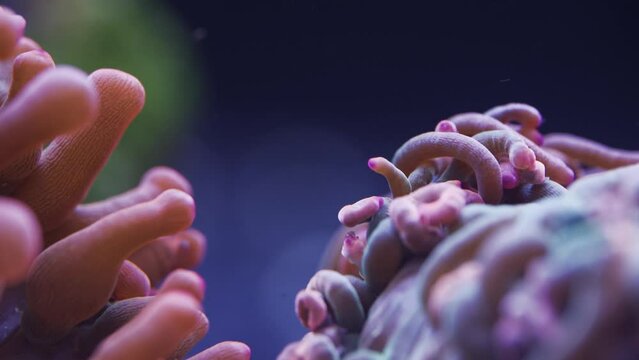 Macro shot of two different anemone tentacles in saltwater aquarium