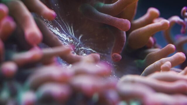 Macro shot of anemone mouth in saltwater aquarium