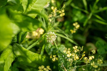 white flower clover flower in a field on a farm
