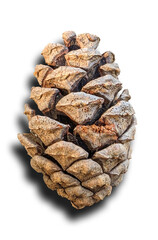 松ぼっくり　01