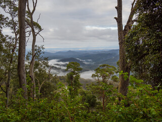 View of Misty Mountains through the Forest