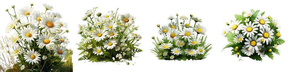 Daisy flowers green grass Hyperrealistic Highly Detailed Isolated On Transparent Background Png File