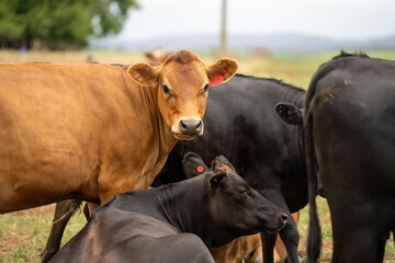 portrait Stud dairy cows grazing on grass in a field, in Australia. breeds include Friesian, Holstein, Jersey 