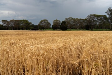 wheat and barley crop in a field in summer in australia