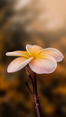 Plumeria flower image