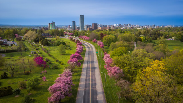 Aerial view of spring pink cherry blossoms along road, Prince of Wales Drive crossing the Experimental Farm and the Dominium Arboretum, Ottawa, Ontario, Canada. Photo taken by drone in May 2023.