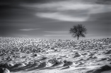 Lonely tree in the snow. Black and white photo.