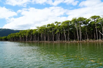 Obraz premium Nakama River in Manglove Forest, Iriomote Island - Okinawa
