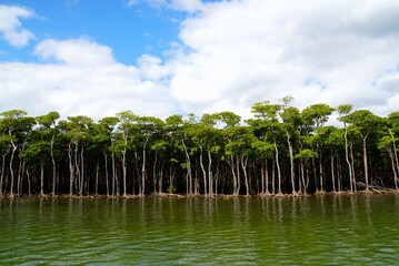 Nakama River in Manglove Forest, Iriomote Island - Okinawa