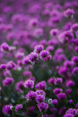 flowers in the field