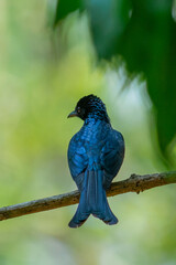 BRONZED DRONGO