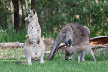 Naklejka na ściany i meble A male and female Eastern grey kangaroos (Macropus giganteus).