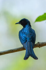 BRONZED DRONGO