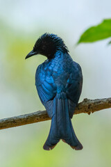 BRONZED DRONGO
