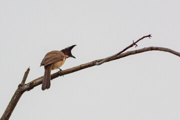 Red-whiskered Bulbul