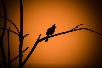 Red-whiskered Bulbul