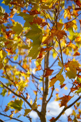 Fototapeta premium Cloud full of beautiful autumn leaves