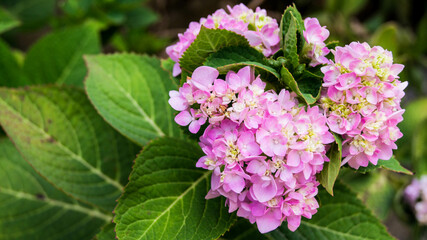 Hydrangea Flowers
