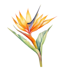 Foto op Canvas bird in paradise flower watercolor art illustration isolated on transparent background,transparency  © SaraY Studio 
