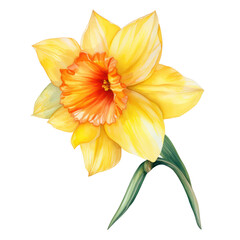 Narcissus,daffodil flower watercolor art illustration isolated on transparent background,transparency 