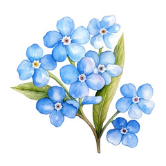 forgetmenot flower watercolor art illustration isolated on transparent background,transparency 