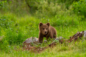 Fototapeta premium the bear family walks through the forest, mother bear and her cubs on the meadow