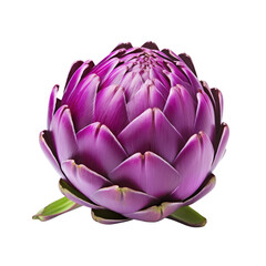 purple artichoke isolated on transparent background,transparency 