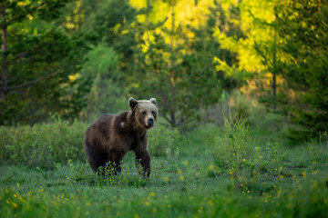 a bear walks across a green meadow at sunset