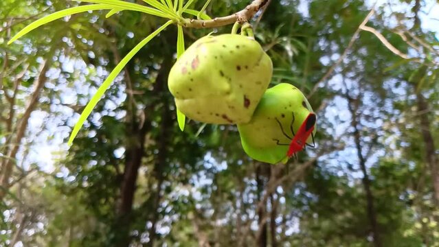 HD Macro Footage of Dysdercus Cingulatus hanging under the castor tree seeds. Pentatomomorpha insects. True bug.
