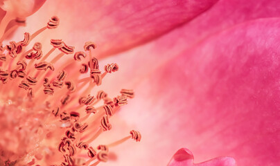 Pink rose with stamens and pistil. Macro flowers background