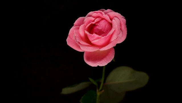 Approaching a pink rose with a black background 2